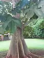 Sterculia apetala tree and leaves