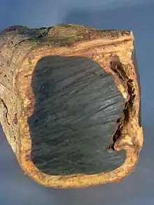 Rough ebony