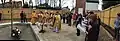 Blessing of the cornerstone of the newly erected church of St Cyril of Turau and All the Patron Saints of the Belarusian People. London,  7 February 2016