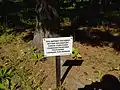 The tree planted by cosmonaut Alexei Leonov, the first person to walk in space.