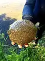 Exemplar caught in Ukraine in the Dnieper near Kyiv