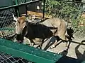Miriam the nilgai