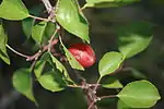 Prunus sibirica (Siberian apricot; hardy to −50 °C (−58 °F) but with less palatable fruit)
