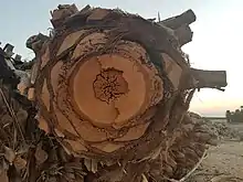 Trunk section from a palm tree (the date palm, Phoenix dactylifera).
