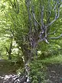 Persian ironwood in April
