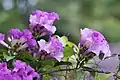 Mansoa alliacea in Thailand