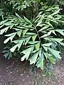 Phyllotaxis