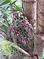 Fruits