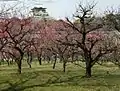 A grove of Prunus mume