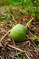Sagwa-chamoe (apple chamoe) from Korea