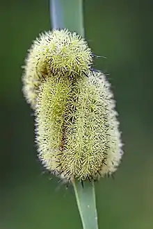 (Automeris io) caterpillars on reed