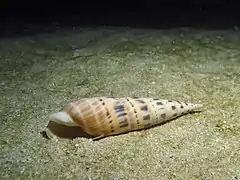 Oxymeris maculata