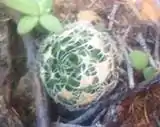 Haworthia decipiens has light green, wide, flat, semi-translucent leaves, that have prodigious bristles on the margins (less so on the bottom leaf faces)