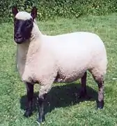2000 UK Clun Ewe of the Year Court-Llacca 00.01