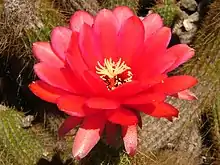 Echinopsis huascha Botanical Garden Meran