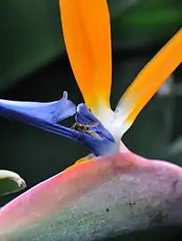 closeup, Jardim Botânico da Madeira