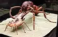 Myrmica rubra with Aphid, 1944, 100:1 scale, 1947 reconstruction of a model destroyed in World War II