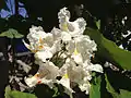 Flowers in Winnemucca, Nevada