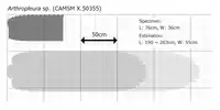 Size estimation of the largest specimen