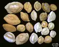Foraminifera of Indian Ocean, south-eastern coast of Bali, field width 5.5&nbsp;mm