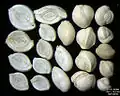 Foraminifera of Pag Island, Adriatic Sea -60 m, field width 5.5&nbsp;mm