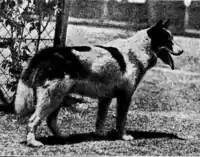 Zip pictured in quarantine, February 1913