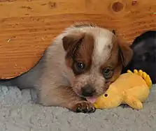 Image 12Australian Cattle Dog puppy (from Puppy)