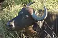 Buffalo