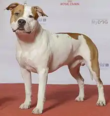 (2) Ch Rowdytowns Hardrock Cafe - AmStaff.jpg