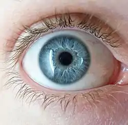 A_blue_eye.jpg