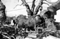 A camphor tree fallen by atomic bomb's blast