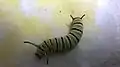 Larva (last instar)