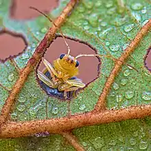 Image 13The leaves of an Alnus nepalensis tree provide a microhabitat for species like the leaf beetle Aulacophora indica. (from Habitat)