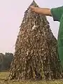 Meji of Magh Bihu
