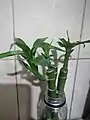 A trio of Dracaena sanderiana