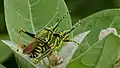 Aak grasshopper mating