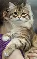 Sunshine spotted tabby and white young male.