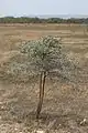 Vachellia (Acacia) drepanolobium.