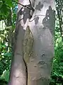 Conjoined sycamore maples