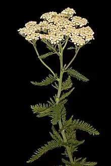 Image 52Yarrow, a medicinal plant found in human-occupied caves in the Upper Palaeolithic period. (from History of medicine)