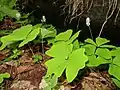 Achlys japonica growing in Kitakami Mountains, Iwate prefacture, Japan
