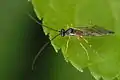 Acropimpla.pictipes