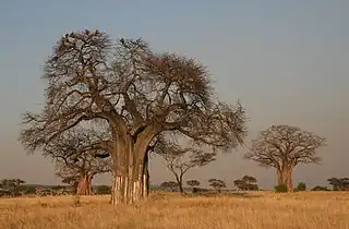 Adansonia digitata