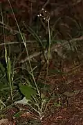 Entire plant