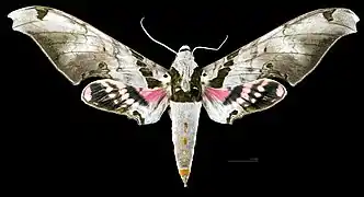 Male dorsal