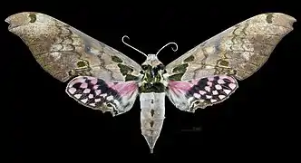 Female dorsal view