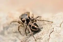 Male dorsal
