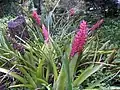 Flowering patch of A. disticantha