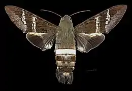 Female dorsal