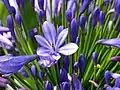 Flower closeup